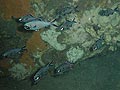 Splitfin flashlightfish Anomalops katoptron